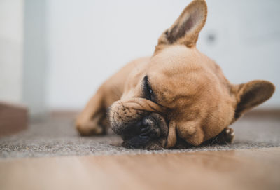 Close-up of dog sleeping on floor