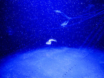 Close-up of jellyfish swimming in sea