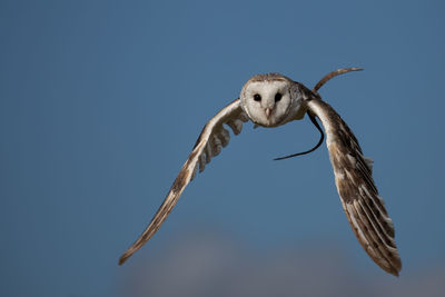 Low angle view of eagle flying against clear blue sky
