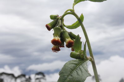 Low angle view of flowering plant against sky