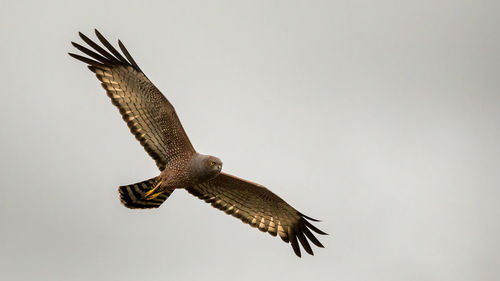 Bird flying in the sky