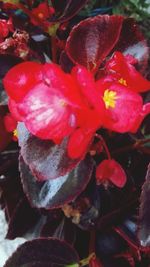 Close-up of red flowers