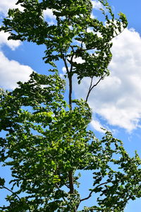 Low angle view of tree against sky