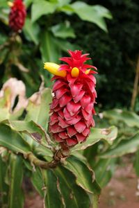 Close-up of red flower blooming outdoors