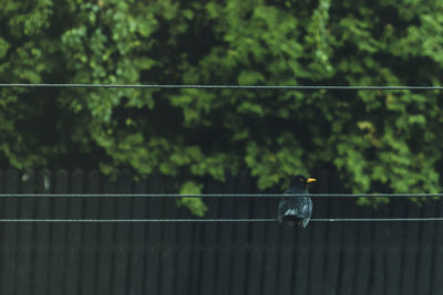 View of bird perching on cable