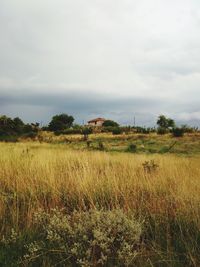 Scenic view of field against sky