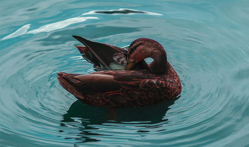 High angle view of duck swimming in lake