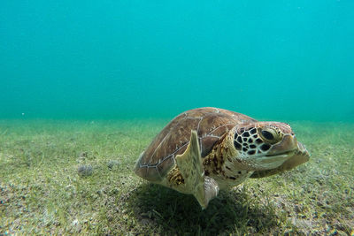 Close-up of turtle swimming in sea