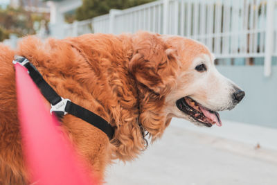 Close-up of a dog looking away