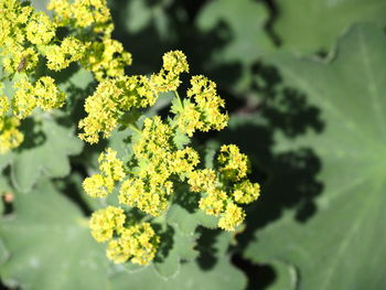 Close-up of yellow flowering plant