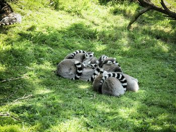 Sheep relaxing on field