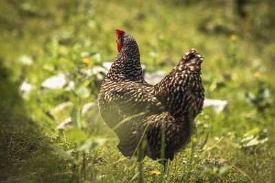 Close-up of a bird on land