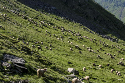 High angle view of sheep grazing in pasture
