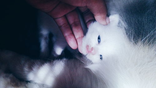 Cropped hand of person touching cat at home