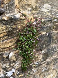Close-up of plant growing on rock against wall