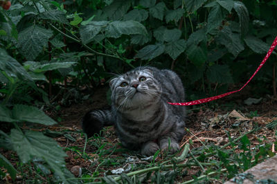 Cat against plants