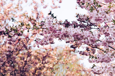 Low angle view of cherry blossoms in spring