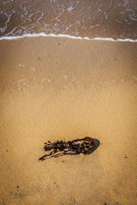 High angle view of seaweed on sea shore