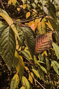Close-up of autumnal leaves