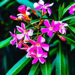 Close-up of flowers blooming outdoors