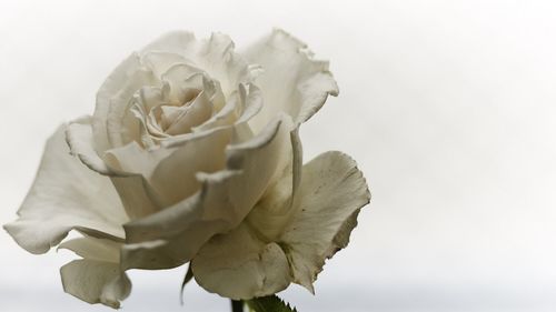 Close-up of rose over white background