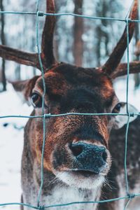 Close-up of a horse