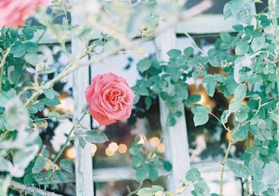 Close-up of rose roses