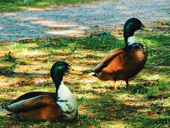 Mallard duck on a field