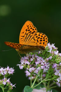 Close-up of butterfly pollinating on purple flower