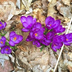 Close-up of purple flowers