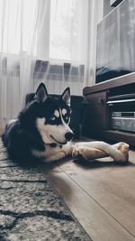 View of a dog sleeping on floor at home