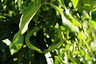 Close-up of fresh green plant