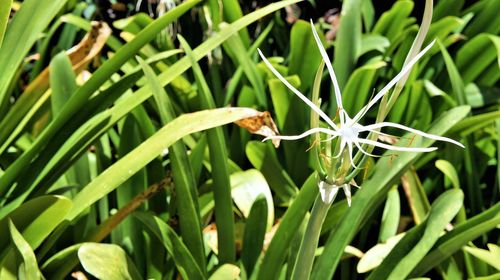 Close-up of bee on plant