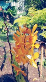 Close-up of yellow flowers blooming outdoors