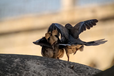 Close-up of a bird on rock