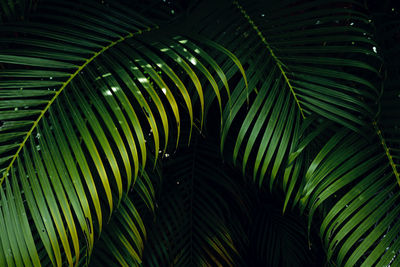 Close-up of palm tree leaves