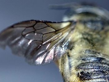 Close-up of animal eye