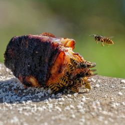 Close-up of bee