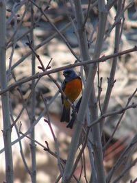 Close-up of bird perching on bare tree