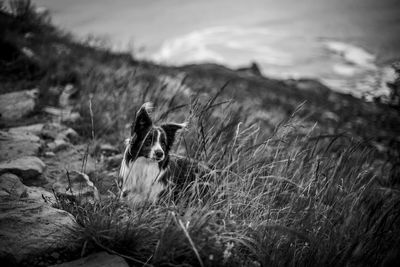 Border collie on grassy hill