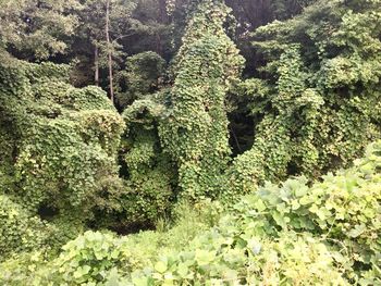 High angle view of tree in forest