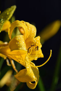 Close-up of yellow flower