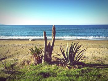 Scenic view of beach against clear sky