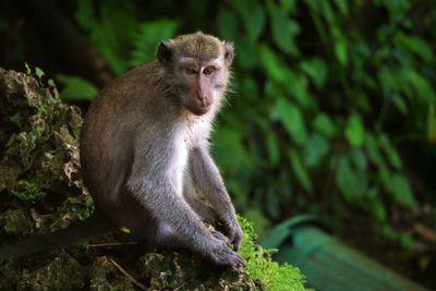 Monkey sitting on tree in forest