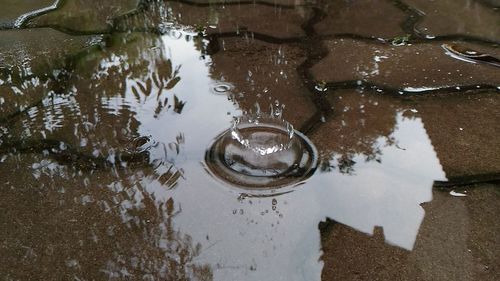 Reflection of trees in puddle