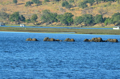 Scenic view of elephants in water