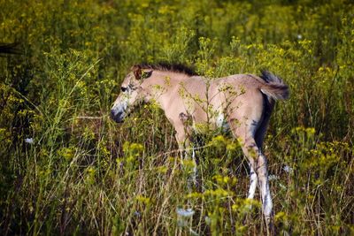 Side view of baby horse in field 