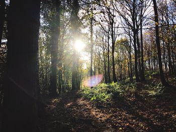 Sunlight streaming through trees in forest