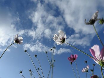 Low angle view of flowers against blue sky