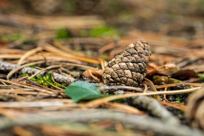 Closeup of pine cone on forest floor